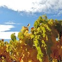  , , 60  -  1  2017   , ,29.10.17.