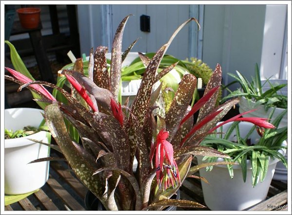 БИЛЬБЕРГИЯ.Бильбергия Сандерса (Billbergia saundersii) Небольшое эпифитное растение с узкой ...