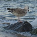 ���� � � � � �, ����, 61 ��� - ��������� 23 ���� 2017 � ������ ���� ����������