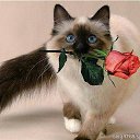 ���� �������, �������, 52 ���� - ��������� 30 ��� 2017 � ������ ���� ����������