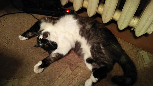 #Безкота_добро.У этого кота богатая история. Мне его всучили детвора во дворе. Предыдущий друг ...