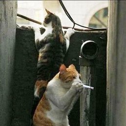 ���� Vasil, ������, 44 ���� - ��������� 17 ���� 2017