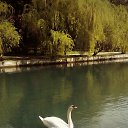  , , 56  -  8  2017    2017