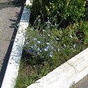 ���� �������, ������, 36 ��� - ��������� 25 ���� 2017 � ������ �������� �� ������ ������ (��������� - ������) (���� 2017)�