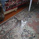 ���� ������, ��������, 55 ��� - ��������� 17 �������� 2017 � ������ ���� ����������