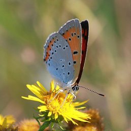 �������, ������, 41 ���