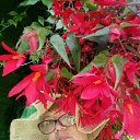 ���� ������, ������������, 66 ��� - ��������� 24 ������� 2017 � ������ ���� ����������