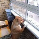 ���� ������, ������, 49 ��� - ��������� 21 ������ 2017 � ������ ���� ����������