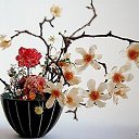 ���� �������, ���������, 66 ��� - ��������� 20 ������� 2017 � ������ ���� ����������