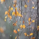 ���� Venera, ��������-��-������ - ��������� 8 ������� 2017 � ������ ������ ��������