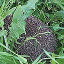 ���� Wyoleta, �������, 51 ��� - ��������� 21 ��� 2018 � ������ ���� ����������