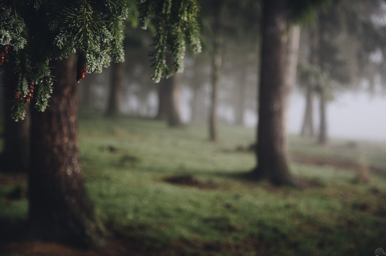 Глаза в лесу. Eyes in the Forest.