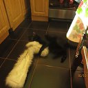 ���� �������, ��������, 47 ��� - ��������� 12 ����� 2018 � ������ �����������