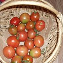 ���� �������, ��������, 41 ��� - ��������� 24 ������ 2017 � ������ �����