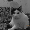  Zevs, , 38  -  13  2018    