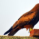 ���� ������� �����, ������, 63 ���� - ��������� 3 ������� 2018 � ������ ���� ����������