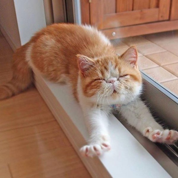 ���! ���! ���! :3