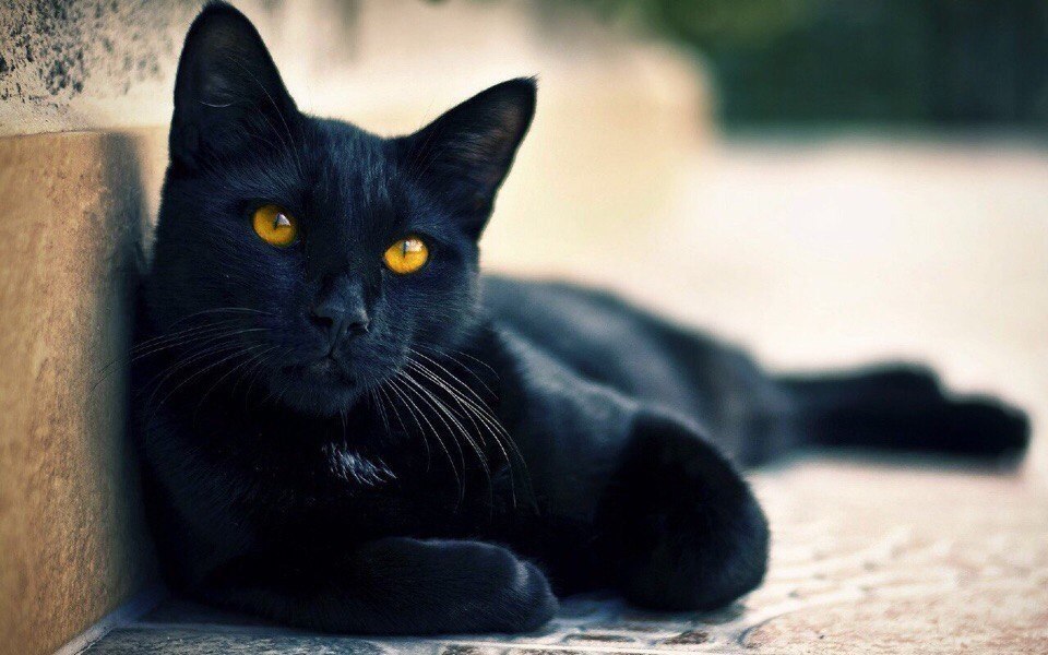 *Народные поверья, связанные с котами, о которых Вы не знали*.Если кошка сама приходит в дом, это ...