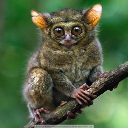 ��������, ����-���������, 53 ����