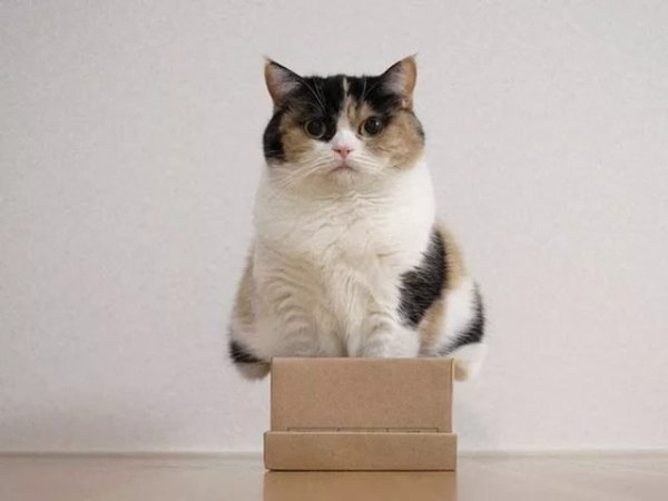 Вся жизнь - коробка, а ты в ней толстый котик