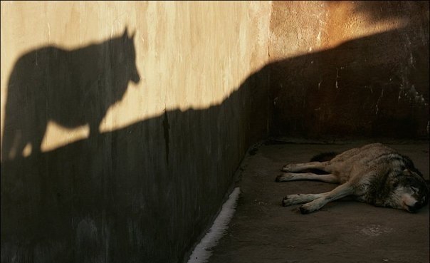 Старый волк от досады завыл на луну. Человек так, как он, не умеет. Этот волк до седин пролюбил лишь ...