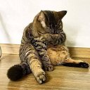 ���� �������, �����������, 63 ���� - ��������� 16 ������� 2018 � ������ ���� ����������