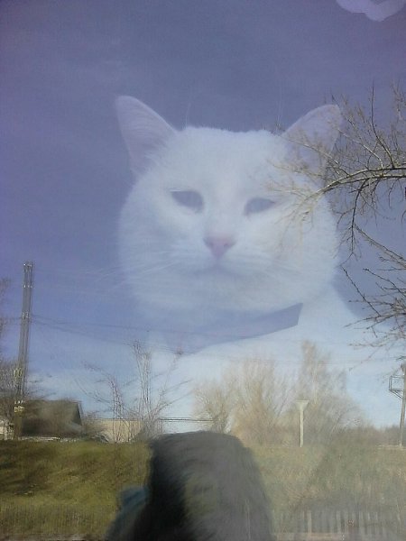 #Безкота_добро.В прошлом году, в канун Нового года у нас под крыльцом поселился этот замечательный ... - 6