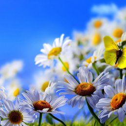 �����, ����, 46 ���