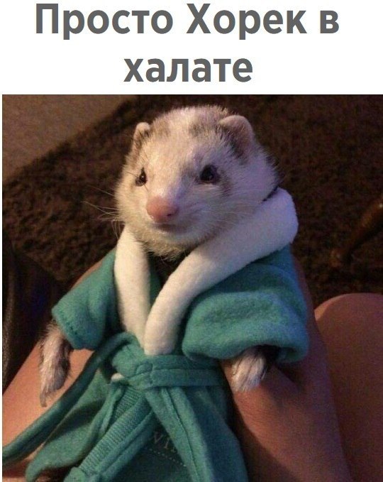   - 20  2017  03:55