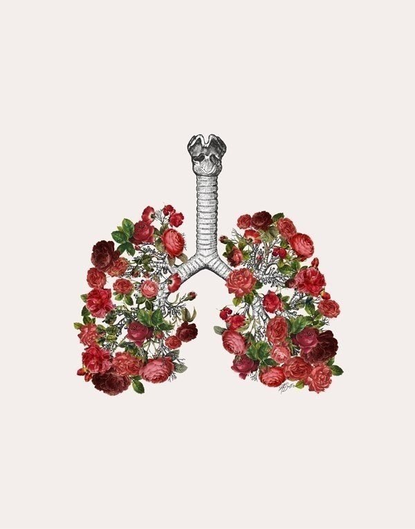   Anatomy & Roses (