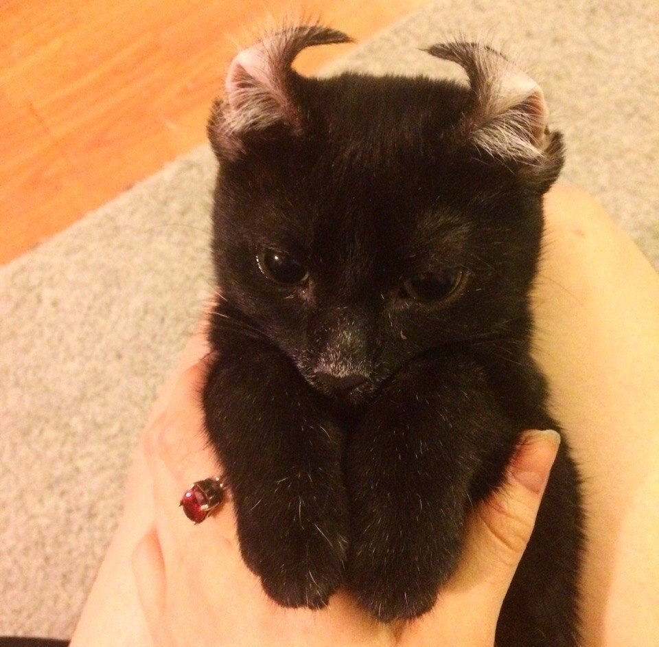 Черный котенок с рожками