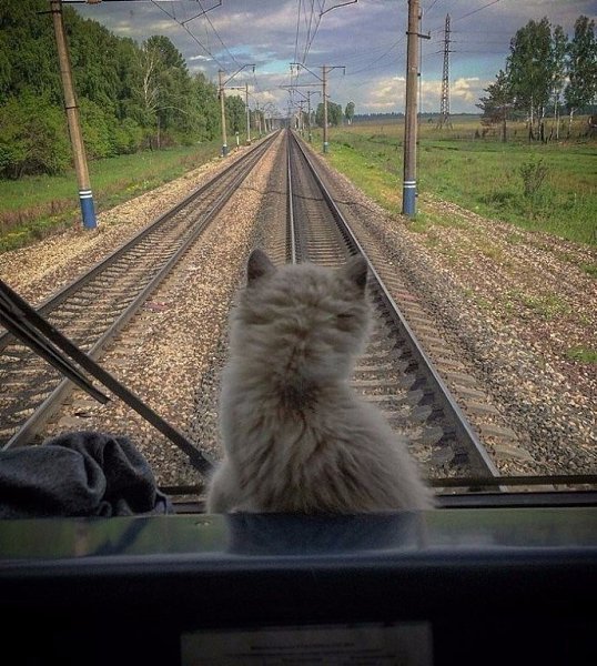 Помощник машиниста. Высматривает партизан. Мурчит.