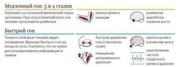 Что происходит с организмом человека во время сна? - 4