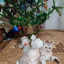 ���� ��������, �����, 62 ���� - ��������� 31 ������� 2017 � ������ �Avataria�