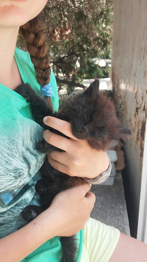 #Безкота_добро.Недавно нашли котёнка 1,5 месяца. Подобрали. Состояние было ужасное ничего не ела и ...