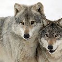 ���� ������, ������������ - ��������� 20 ������ 2018 � ������ ������