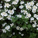  Peteris Super Star, , 67  -  30  2018    