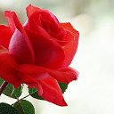  Lady!,  -  16  2017   cveti