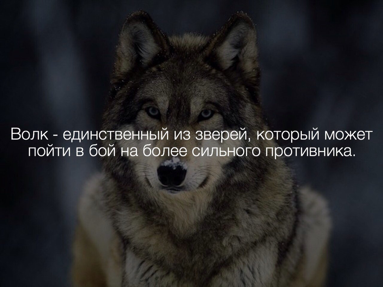 Я вернусь во главе стаи. Цитаты волка. Волк одиночка цитаты. Одинокий волк фразы.