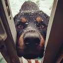 ���� �����, ������, 36 ��� - ��������� 15 ������� 2017 � ������ ���� ����������