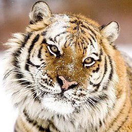 ���� �����, ���������, 52 ���� - ��������� 5 ������ 2018