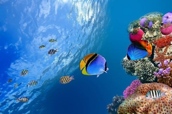 Красное море — самое молодое, самое соленое, самое красивое и самое богатое. - 9