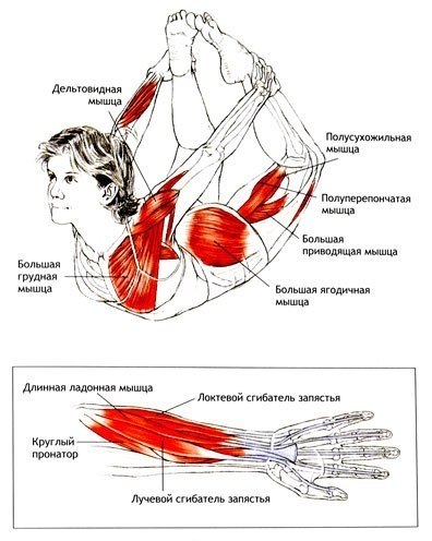 Дханурасана(Перевод с санскрита:Поза лука).Показания: Смещение позвонков Противопоказания: ...