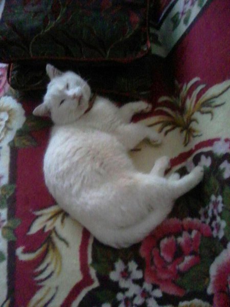 #Безкота_добро.В прошлом году, в канун Нового года у нас под крыльцом поселился этот замечательный ...