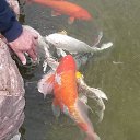 ���� �������, ���������, 65 ��� - ��������� 20 ��� 2018 � ������ ���� ����������