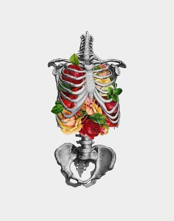   Anatomy & Roses (