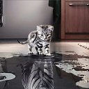 ���� �����, �������� - ��������� 15 ����� 2018 � ������ ���� ����������