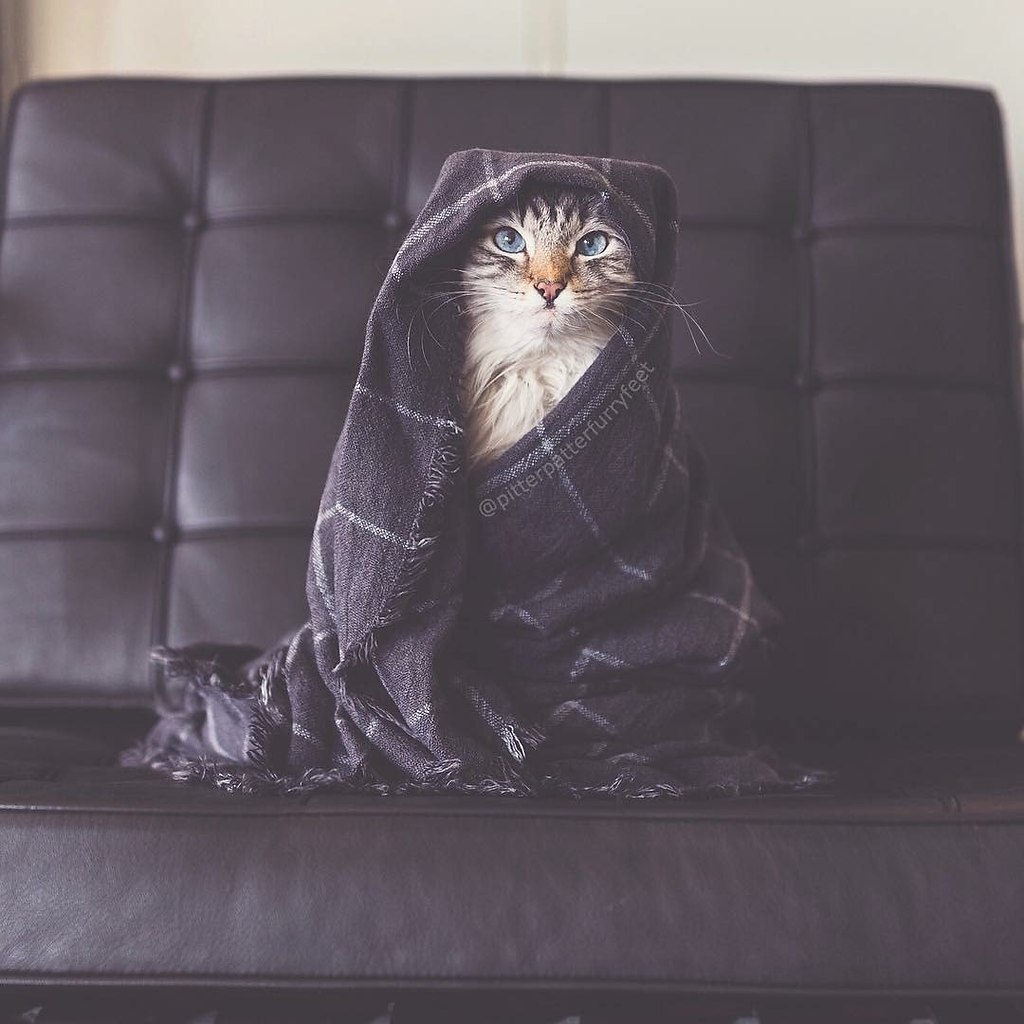  - ,  ,     :3 - 6
