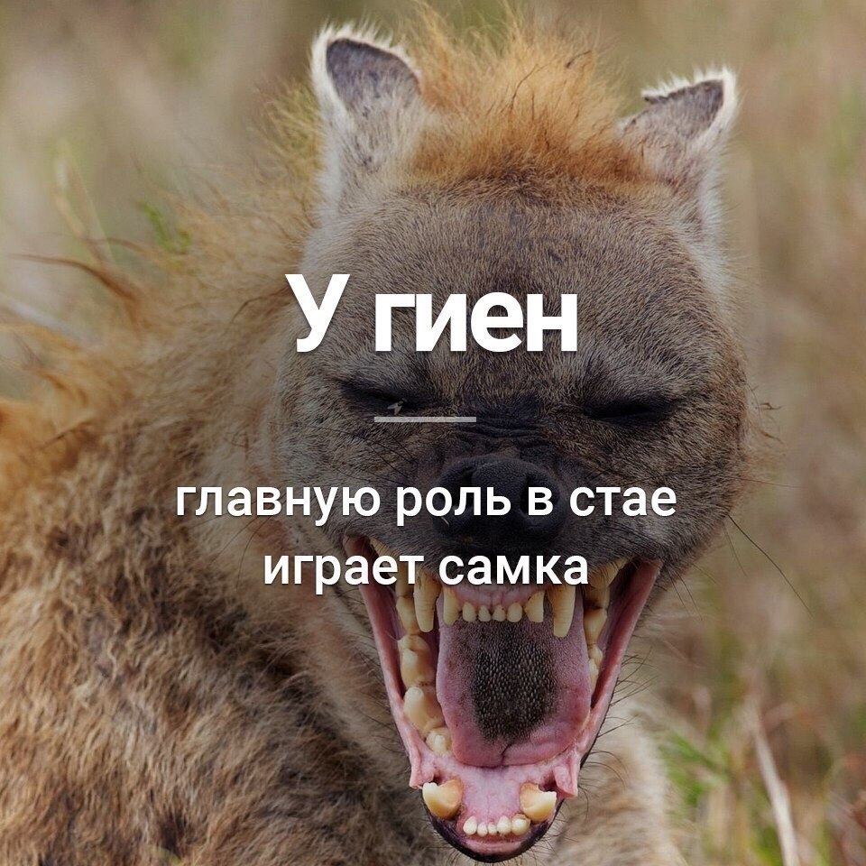  - 4  2018  04:09