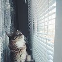 ���� �����, ��������, 51 ��� - ��������� 12 ������ 2018